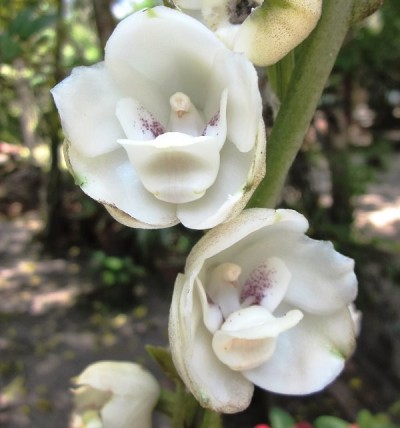 DoveOrchid