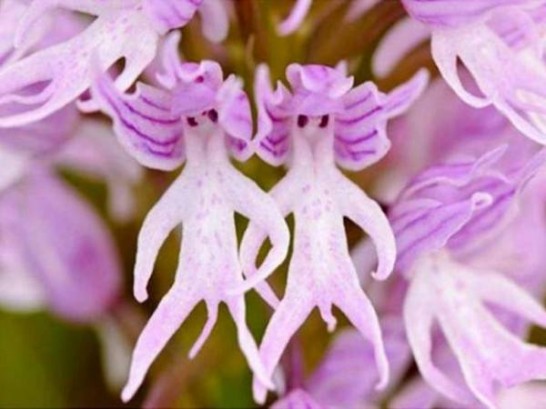 naked_man_orchid
